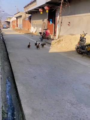 A post by @lovelypet_518 on TikTok caption: #Walk together.#pet #Animal #petlover #Duck#duckoi2kk #ducksoftiktok 