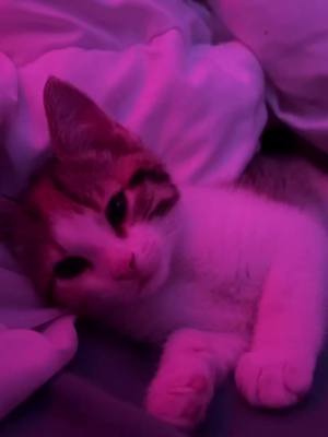 A post by @catcat_forever on TikTok