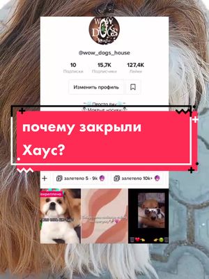 A post by @aaa_dogs_band on TikTok caption: зимой будет кое что интересное;) #SephoraConcealers #DrPepperTuitionContest #wow_dogs_house_ #собака #Арчи #грустно #бафа #хаус #идеидляхаусассобаками #хауссобак