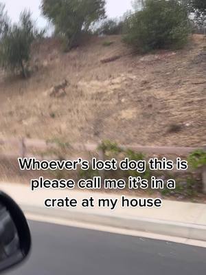 A post by @roycebollinger on TikTok caption: Pls contact me #lostdog #dog #dogsoftiktok 