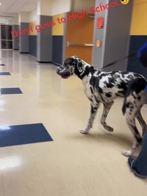 A post by @darylthederpydane on TikTok caption: Daryl helps the Vet tech students learn about jumbo dogs and goes to mamas work #highsschool #greatdane #foryoupage #fyp #derpydog #PetsOfTikTok #lifewithadane #greatdanepuppy #darylthederpydane #giantdogsoftiktok #greatdanesoftiktok #vettechprogram 