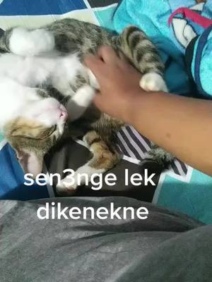 A post by @m.hendra726 on TikTok