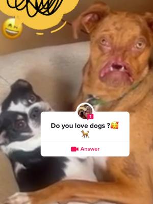 A post by @slovepets on TikTok caption: #answer to @guolaypet88 Do you love dogs?#dogsoftikok #lovedogsforever #rescueandlove 