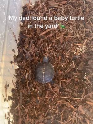 A post by @def.not.savannah on TikTok caption: It’s the babiest baby turtle I’ve ever seen 🥹🐢💚 #fyp #turtletok #FomotionalFinds #StemDrop001