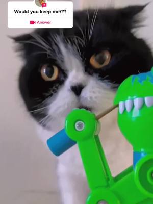 A post by @kehr9286 on TikTok caption: #answer to @Liamthepuppy posted a video#tiktok #fyp #foryou #cat