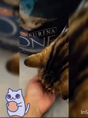 A post by @cel.infinity on TikTok caption: @Purina One🐈 super découverte ! a 15ans mon chat a des besoins spécifiques.  étant stérilisé avec un appétit difficile ces croquettes lui ont redonné tonus ,vitalité et appétit..il les adore preuves en photos🤣😻😻😻😻🫰🏼💗#StemDrop001 #cat #capcut #viraltiktok #animals #fitness #fypシ #foryoupage #fyp #purina #parati #OOTD #bts #like #Love 