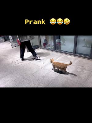 A post by @hopeyourhappyly on TikTok caption: #prank #funny 