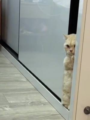 A post by @dudu_isacat on TikTok caption: are you looking for me?#pets #catsoftiktok 