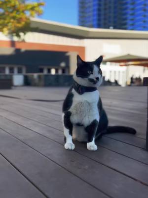 A post by @allyjoym on TikTok caption: New city, who dis 😎 #cats #catsofinstagram #StemDrop001 #chiefs 