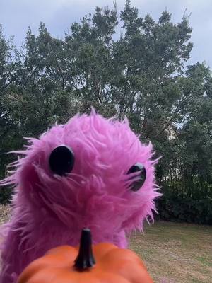 A post by @onebradylady on TikTok caption: Buying a pumpkin in Florida 🎃  #puppet #cute #halloween #pumpkin 