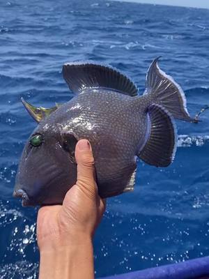 A post by @seafishingjf on TikTok caption: #seafishing #tiktokfish #fisherman #seafishkeen