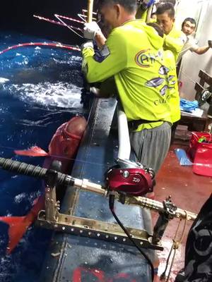 A post by @seafishingjf on TikTok caption: #seafishing #tiktokfish #fisherman #seafishkeen