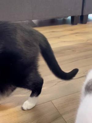 A post by @rescuedanimals on TikTok caption: Sky’s a special one #cat #rat #cats #rats #catsoftiktok #ratsoftiktok #funnycats #funnyvideos #catsvideo #catsvideoftiktok  #ratsoftiktok #funnyanimals #funnyvideos #animalsvideos  