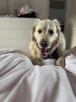 A post by @goldenretrieverfr on TikTok caption: #goldenretriever #dog #chien #dogsoftiktok 