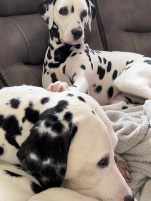 A post by @thecrazydogmom on TikTok caption: Forever fighting for the same spot on the sofa. This is Minnie’s way of saving move! 🙈 #dalmatian #dally #spots #dogs #fyp #foryou #dogsoftiktok #Home #BestFriends #4u #tiktok