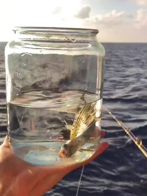 A post by @seafishingjf on TikTok caption: #seafishing #tiktokfish #fisherman #seafishkeen