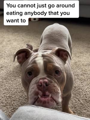 A post by @banksthebulldog on TikTok caption: Chomp chomp #englishbulldog #puppy #bulldog 