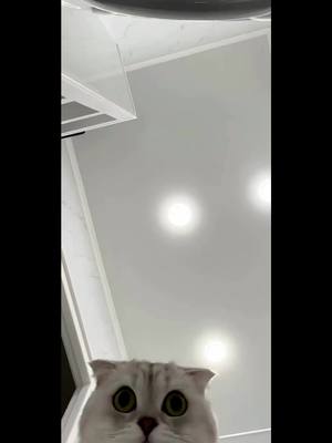 A post by @sonya.kisa_fan on TikTok caption: #cat #catlover #cute #fyp #viral