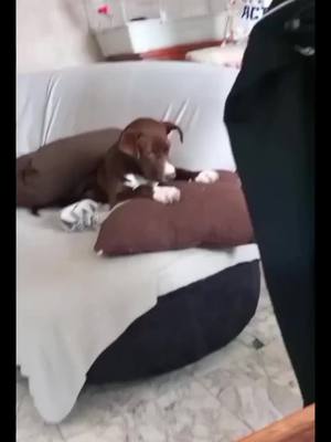 A post by @gabin3057 on TikTok caption: #mignon #chien #cute #mignonerie 