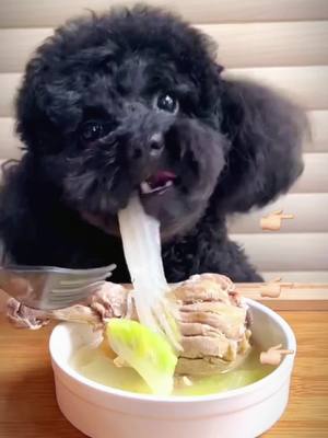 A post by @user5403913326857 on TikTok caption: Immersive food!#dog #dogs #pet #pets #immigration