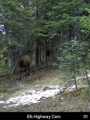 A post by @idahoelkhunter79 on TikTok caption: Cow elk, after surviving another cow only season. 