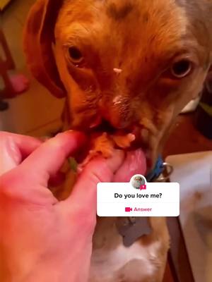 A post by @cutepuppy527 on TikTok caption: #question from @cutepuppy527 