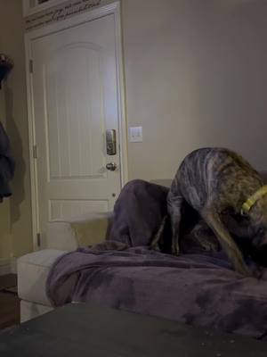 A post by @dakotabosworth1986 on TikTok caption: #greatdane #dog #friend #family #pet#