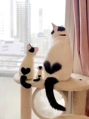 A post by @cute_funny_friend on TikTok caption: #funny #cute #cat #pet #fyp #foryou #foryoupage #fypシ