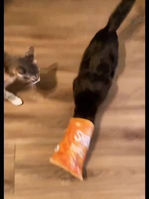 A post by @beth_carr420 on TikTok caption: What can I say bear loves his SunChips #fyp #fyypppppppppp #catsoftiktok #cat #maincoon #icannotescape #mama