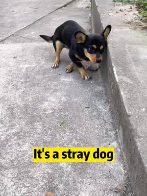 A post by @user5403913326857 on TikTok caption: Do you like it?#dog #dogs #pet #pets