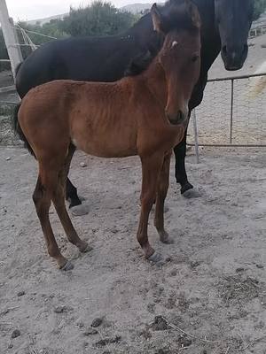 A post by @chiara.vitali on TikTok caption: Ma questi ritrovamenti 🥺🥺 Hermosina con la mamma e Ombra❤️ #hermosa🐎 #horselover #spanishhorse #equitazione #equestriangirl #equestrian #cavallichepassione #viral #foal #foaloftiktok #neiperte #parati #bozze