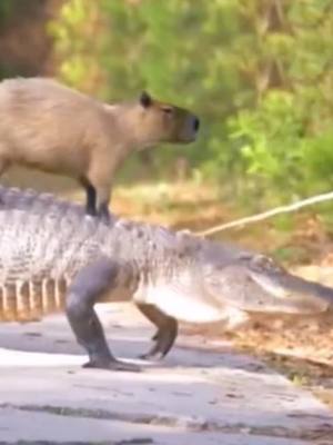 A post by @user1803978183063 on TikTok caption: crocodile car☺️☺️☺️#nature #animals #tik #animalsoftiktok 