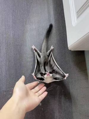 A post by @sugarnono001 on TikTok caption: i what fly！～～#玩家蜜袋鼯 #sugarglider #可愛すぎる #蜜袋鼯寶寶 