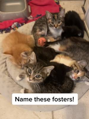 A post by @felinecuterescuer on TikTok caption: Help name these fosters! #whatsmyname #names #rescue #cats #dogs #kittensoftiktok #foster 