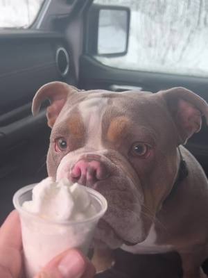 A post by @banksthebulldog on TikTok caption: Got my first pup cup and I made a mess of moms car #pupcup #puppichino #starbuck #englishbulldog #bulldog #laserfocus 