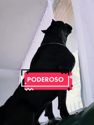 A post by @canecorso_kennel on TikTok caption: mi canción #elpoder  #viral #perrotiktoker 