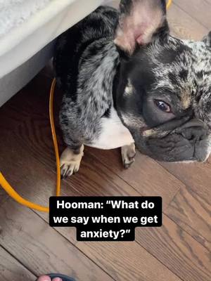 A post by @northaustinhandymans on TikTok caption: I  mean it is juicy🧃#ChevyEVSongContest #foryoupage #foryoupageofficiall #pomeranian #french #frenchie #frenchbulldog #forypupage #foryouu #foryour #foryou #santa #breeder #foryourpage #pomeranianworld #pomeranianpuppy #dog #lifechanging #parati #cutedogs #Love #cute #LoveIsLove #bully #bulldog 