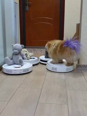 A post by @northaustinhandymans on TikTok caption: 😍cute 😊 #ChevyEVSongContest #LoveIsLove #cute #Love #cutedogs #parati #lifechanging #dog #pomeranianpuppy #pomeranianworld #foryourpage #breeder #santa #foryou #foryour #foryouu #forypupage #