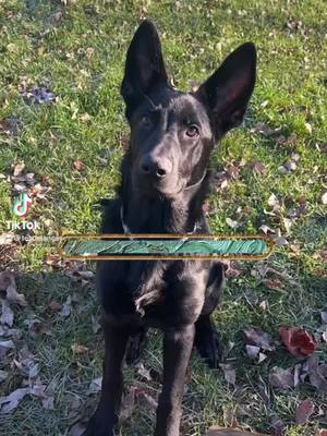 A post by @tesbelanger on TikTok caption: #blackgermanshepherd #germanshepherd #germanshepherdsoftiktok #gsd #protector #YellowstoneTV #ChevyEVSongContest 