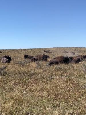 A post by @jacoreyfisher3 on TikTok caption: #bision #yellowstonenationalpark #wildlife #nationalgeographic 