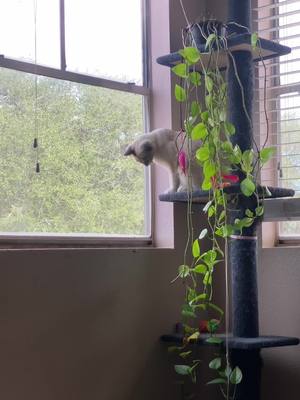 A post by @jacoreyfisher3 on TikTok caption: Cat kills wasp #siamese #catsvideo 