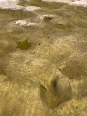 A post by @jacoreyfisher3 on TikTok caption: Came to see the dinosaur footprints #dinosaurvalleystatepark #footprints #history 