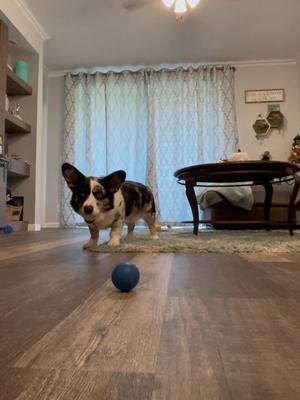 A post by @corgi_stark on TikTok caption: Your dog play fetch? Mine plays soccer⚽️ #dogsoftiktok #fetch #Soccer #soccertiktok #soccerdog 