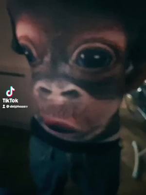 A post by @delphouze on TikTok caption: ••• sexy Monkey ! #foryou #pourtoi #monkey #sexy #shakiradupauvre 