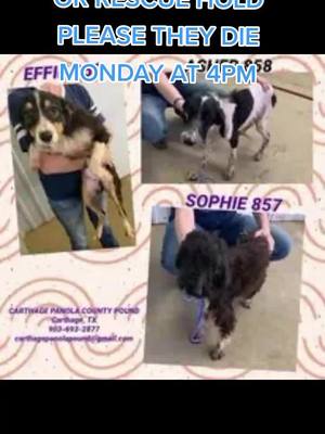 A post by @faithshopeinhumanity143 on TikTok caption: PLEASE ADOPT OR RESCUE HOLD AND SHARE THEY ALL DIE MONDAY AT 4PM #rainbowbridge🌈 #dobettter #Faithshopeinhumanity #adoptdontdshop #adoptme #animalsoftiktok #ChevyEVSongContest #YellowstoneTV #foster #endanimalcrulety #spayandneuter 