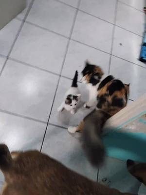 A post by @tilatequilacat on TikTok caption: Rabo conociendo a sus amigos gatitos ❤️😍 . #adoptdontshop #adoption #kitten #kitty #kittensoftiktok #cat #cats #catlover #mascotas #catsoftiktok #catstagram #dog #dogsoftiktok #doglover #dog&cat #dogandcat 