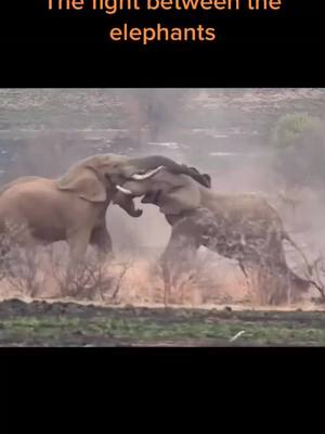 A post by @wildanimals0423 on TikTok caption: The fight between the elephants#wild #wildanimals #foryou #elephant #fyp #fight