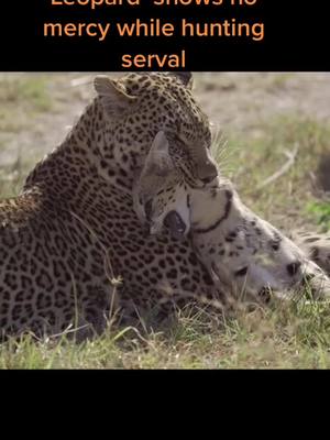 A post by @wildanimals0423 on TikTok caption: Leopard  shows no mercy while hunting serval#wild #wildanimals #foryou #leopard #serval #fyp #hunting