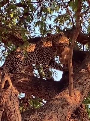 A post by @wildanimals0423 on TikTok caption: The leopard has taken the lion’s cubs#wild #wildanimals #foryou #lion #fyp #cubs #leopard