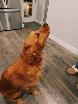 A post by @mikktucker on TikTok caption: Who knew this golden retriever could howl. #auggiedoggie #goldenretriever #howl #fyp #dogsoftiktok #bestfriend #utah 